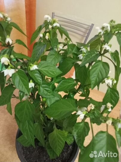 Перец комнатный острый