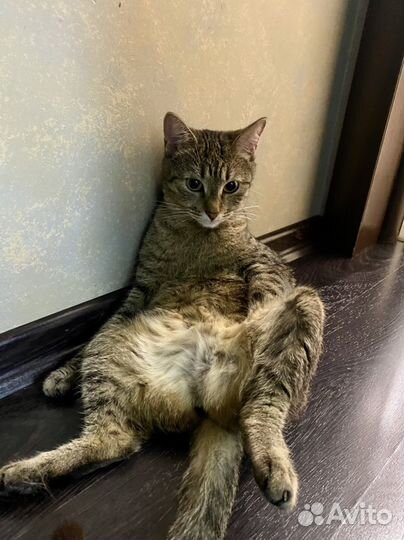 Кошка