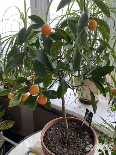 Мандаринчик