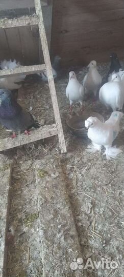 Продажа голубей