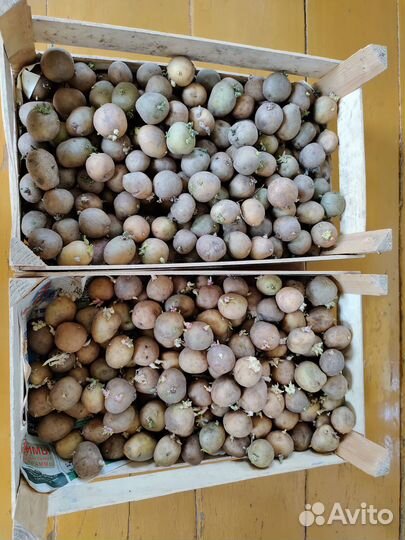 Картошка семенная