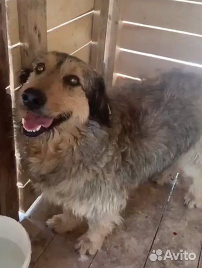 Собака мальчик