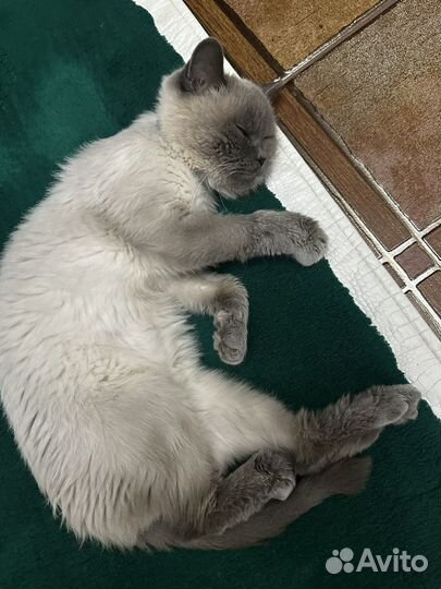 Белый британский кот