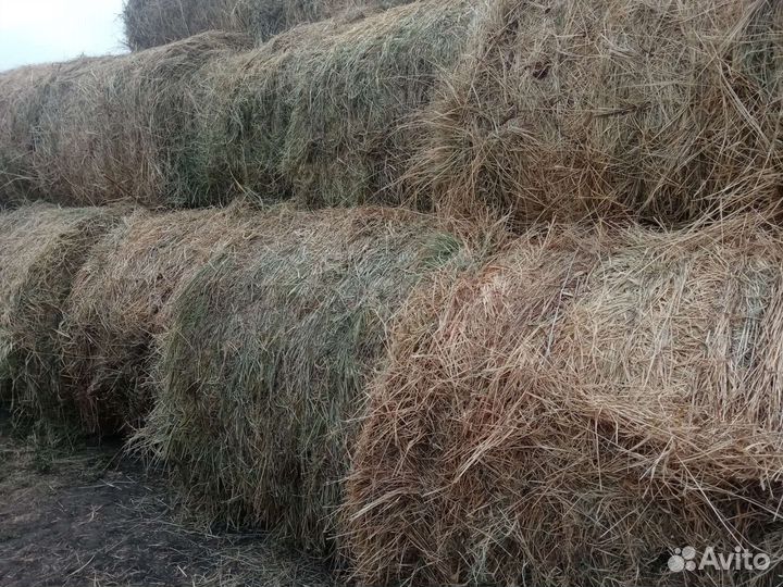 Сено в тюках и рулонах