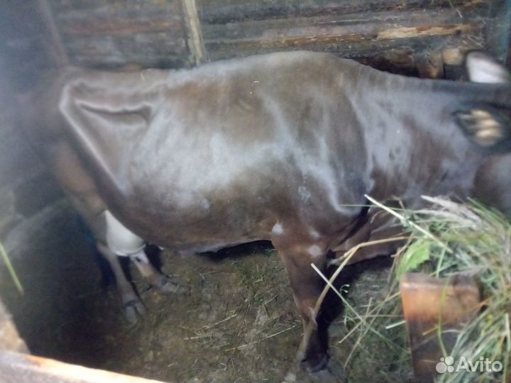 Продам коров