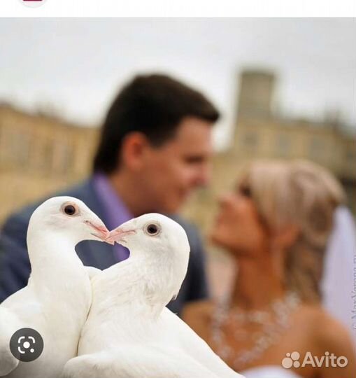 Голуби белые
