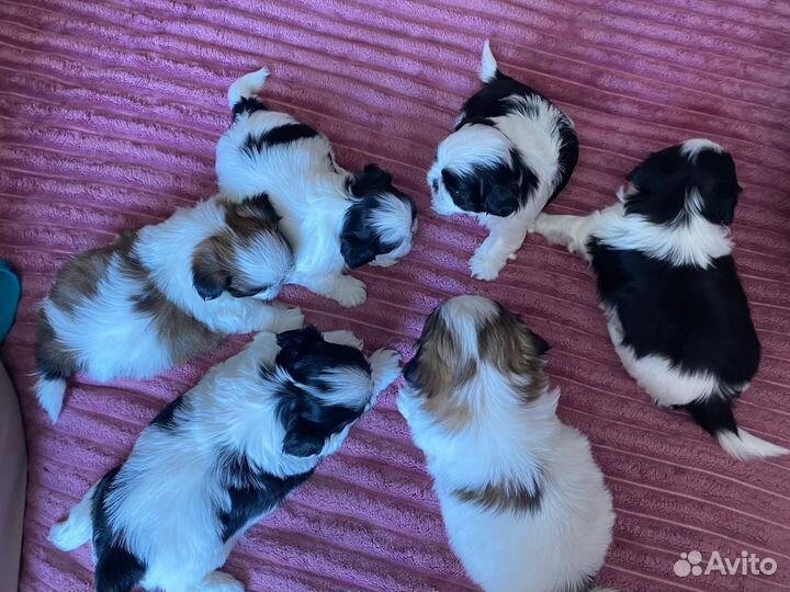 Щенки ши-тцу