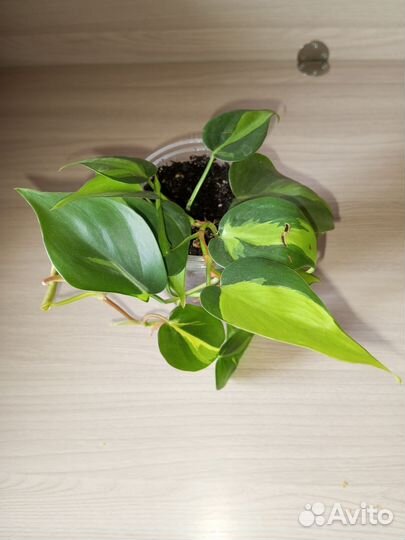 Комнатные растения / цветы #1