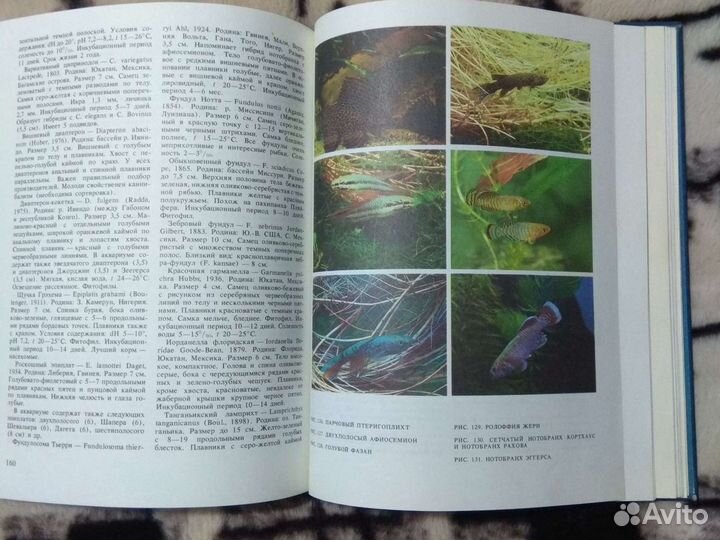 Книга Экзотические рыбы