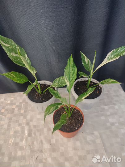 Спатифиллум вариегатный комнатные растения