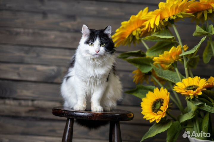 Пушистое счастье по имени Финик в поисках семьи