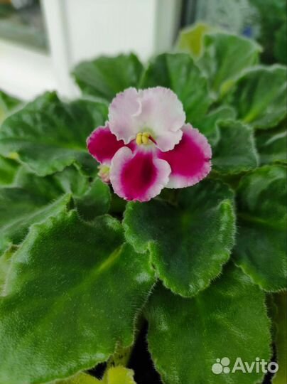 Сансевиерия, фиалка, декабрист и др