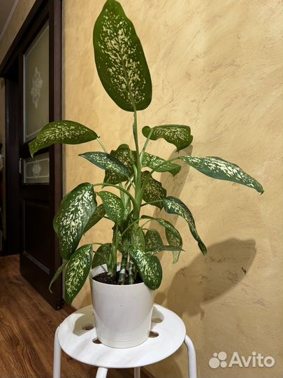 Диффенбахия