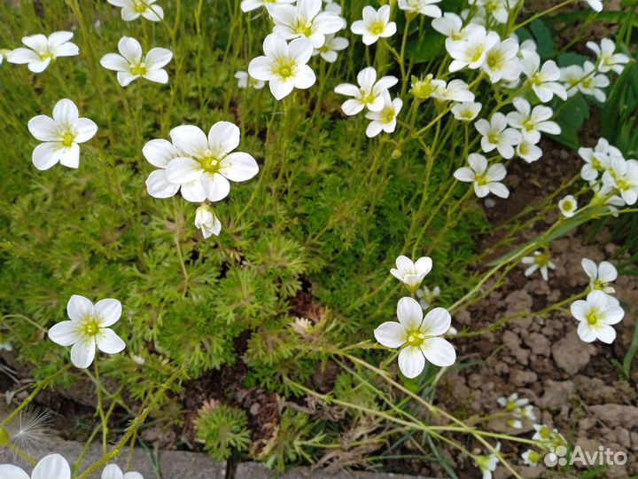 Камнеломка дернистая