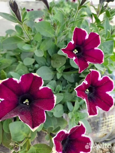 Рассада петунии вегетативная