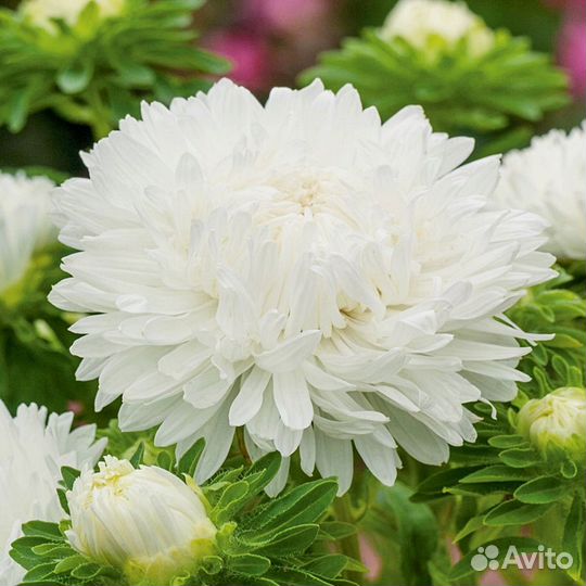 Рассада цветы астра