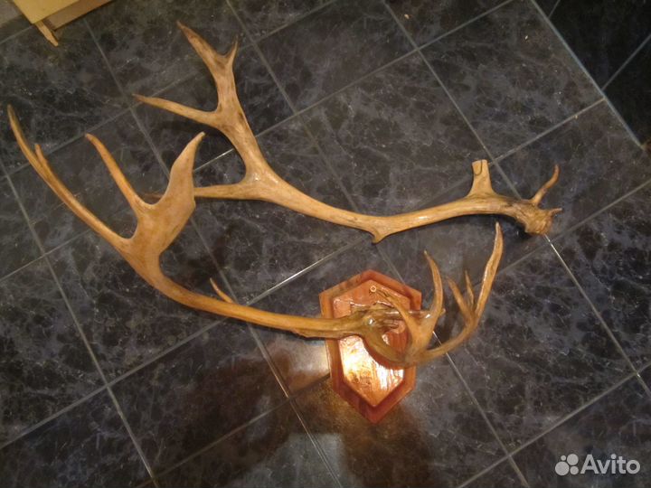 Настоящие оленьи рога