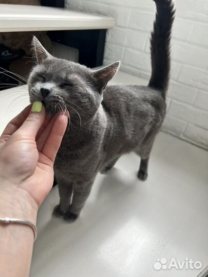 Котик в добрые руки