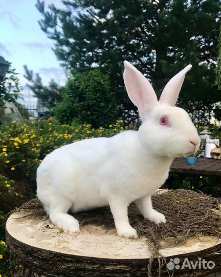 Кролик Рекс