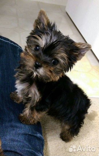 Йоркширский терьер мини