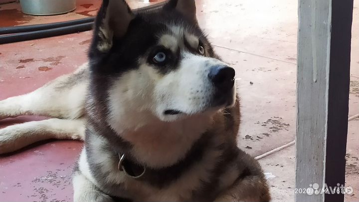 Сибирский хаски бесплатно