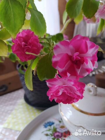 Ванька-мокрый