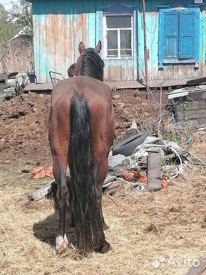 Жеребец орловский рысак