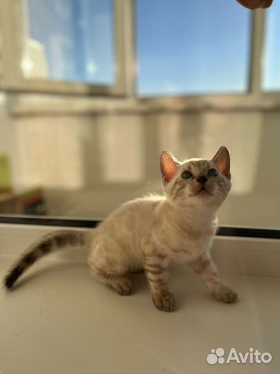 Бенгальский котенок (мальчик)