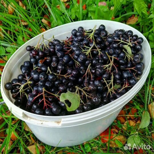Продам черноплодку