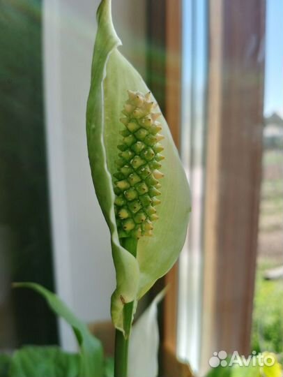 Спатифиллум