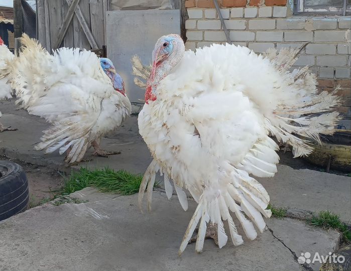 Индюки домашние