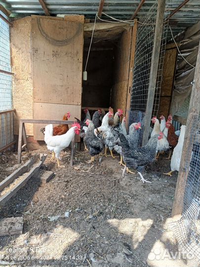 Петухи молодые