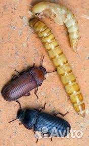 Большой мучной хрущак