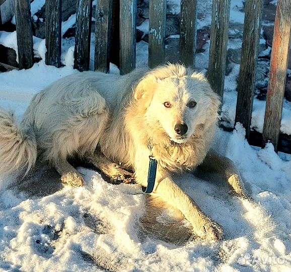 Собака в добрые руки