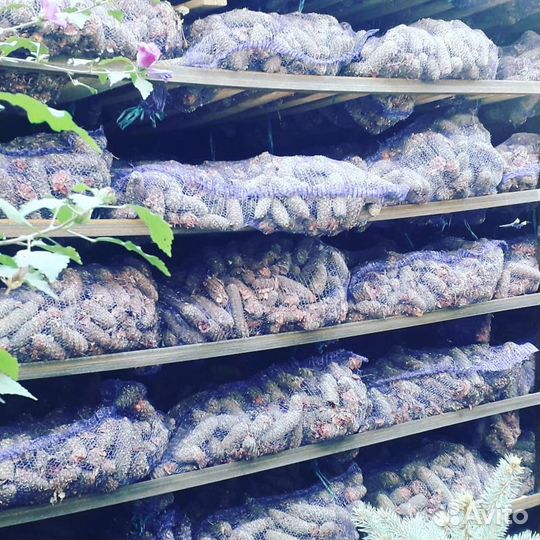 Семена пихты нордмана (кавказской)