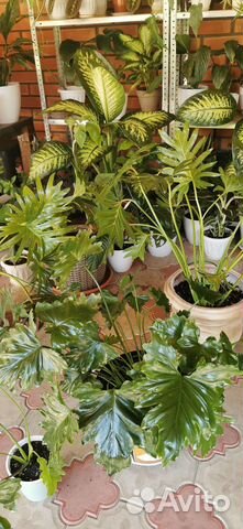 Филодендрон Атом, Малай Голд, Лимон и Шангри ла