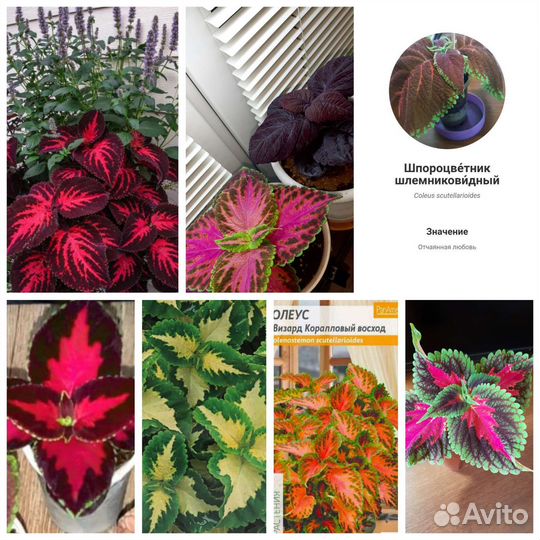 Колеусы сортовые