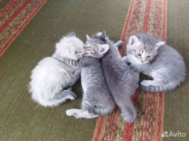 Котята в добрые руки бесплатно