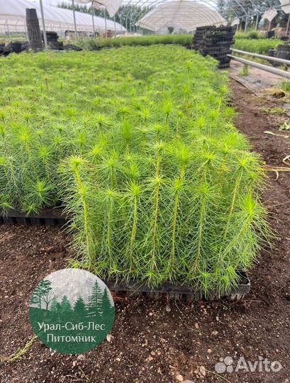 Сеянцы зкс Сосна Ель Лиственница окс Голуб Горн