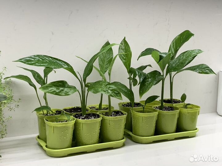 Спатифиллум