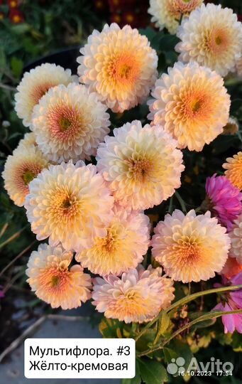 Хризантема мультифлора