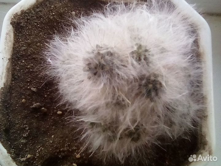 Кактусы два вида