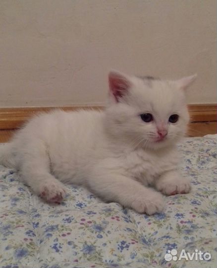 Отдам котенка в добрые руки