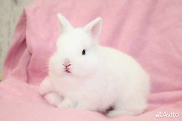 Кролик гермелин девочка и мальчики