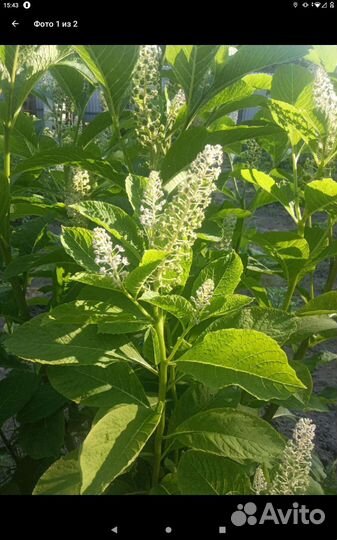 Фитолакка (лаконос)