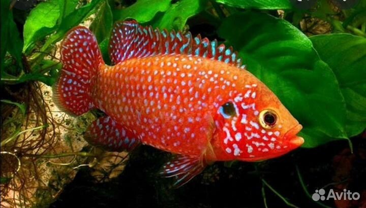 Хромис красавец подростки