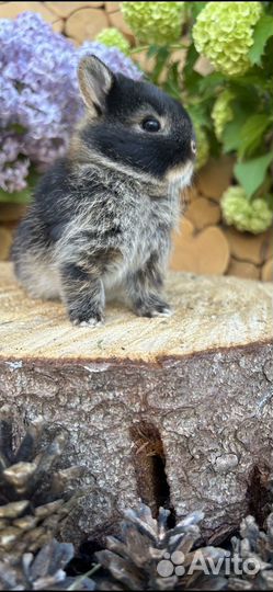 Большой выбор карликовых декоративных кроликов