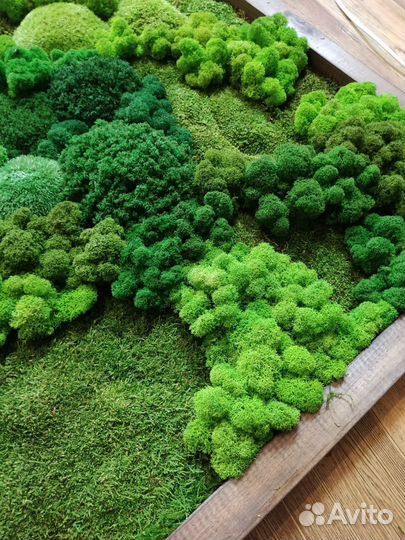 Стабилизированный мох пластовой