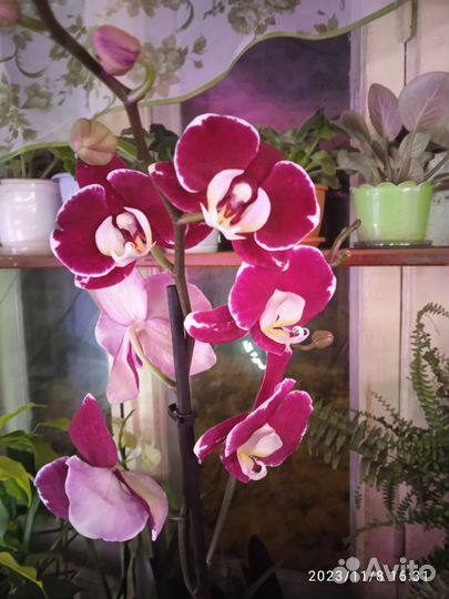 Помощь в озеленении квартиры, дома, офиса