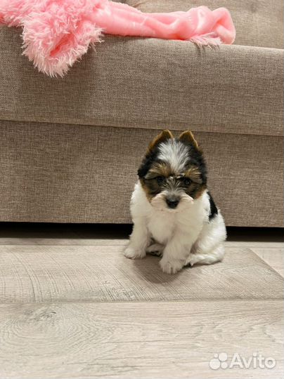 Йоркширский терьер